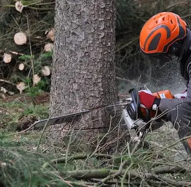 Professional arborist performing a tree pruning service in Somerset West