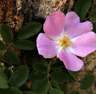 Wildrose AB Canada