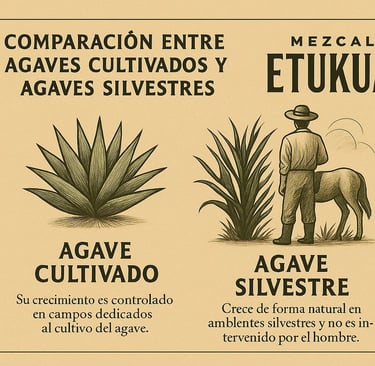 Diferencias visuales entre agave cultivado y agave silvestre para hacer mezcal