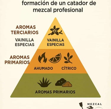 Pirámide infográfica que muestra los niveles de aromas y sabores en la formación de un catador de me
