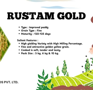 Rustam Gold improved paddy seeds by Kavya Seeds, featuring high yield fine golden grains.