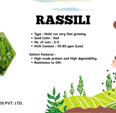 Product specifications for Rassili fodder seeds by Kavya Seeds featuring a farmer sowing seeds.