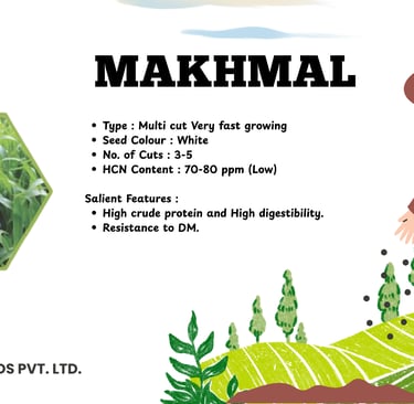 Makhmal multi-cut fodder seeds by Kavya Seeds with high crude protein and digestibility features.