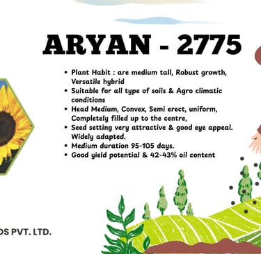 Aryan-2775 hybrid sunflower seeds product features and yield information by Kavya Seeds.