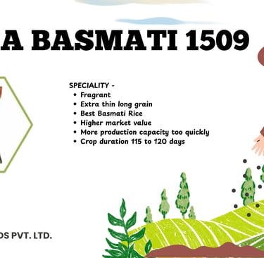 Kavya Seeds Pusa Basmati 1509 high-yield long grain paddy rice seeds for agriculture.