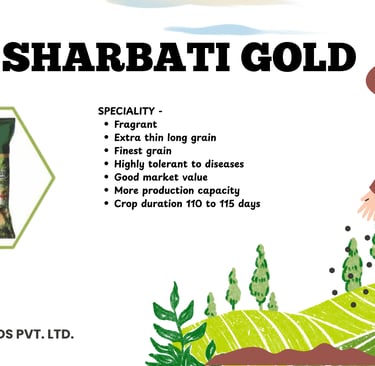Kavya Seeds Sharbati Gold paddy seeds featuring long fragrant grains and disease tolerance.