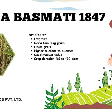 Pusa Basmati 1847 rice seeds infographic detailing extra thin long grain specialty and high yield features.