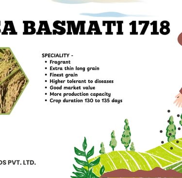 Pusa Basmati 1718 rice seeds infographic showing crop benefits and long grain paddy features.