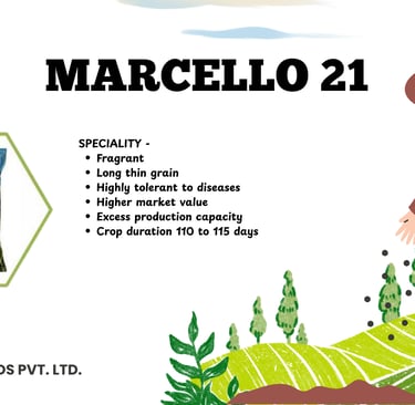Marcello 21 fragrant long thin grain paddy seeds by Kavya Seeds with high yield features.