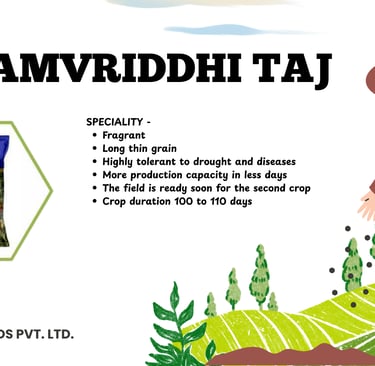Kavya Seeds Samvriddhi Taj fragrant paddy seeds featuring long thin grains and drought tolerance.