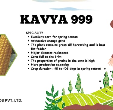 Kavya 999 high-yield hybrid corn seeds advertisement with spring season specialty features.