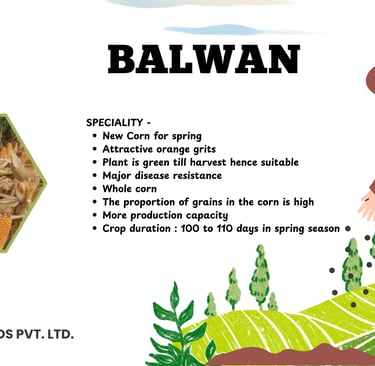 Balwan hybrid corn seed advertisement by Kavya Seeds featuring high-yield crop benefits and orange grits.