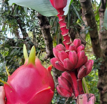 pink dragonfruit and bananas