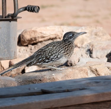 roadrunner at Campsite Palo Duro Canyon Texas