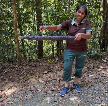 a woman holding a purple umbrella in a forest