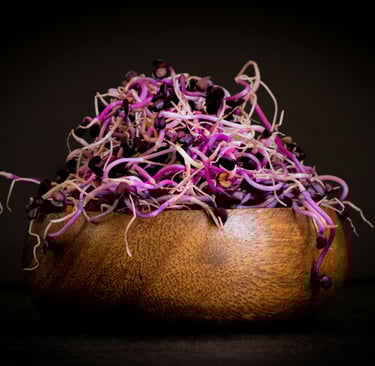 graines germées et micro pousses dans la Raw food