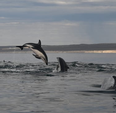 avistaje de delfines