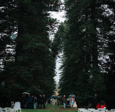 Wedding ceremony beneath towering pines at Araucaria Avenue Adelaide