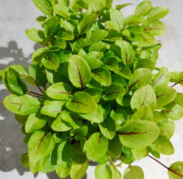 godet oseille