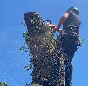 tree removal
