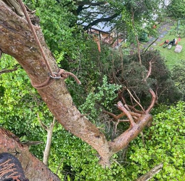 emergency tree work
