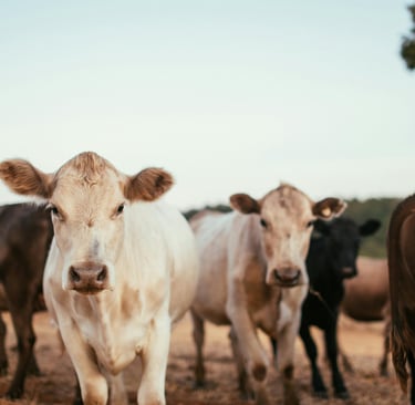 rebaño de vacas de carne 