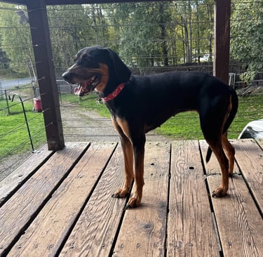 Ruby 3-Year-Old Black and Tan Coonhound