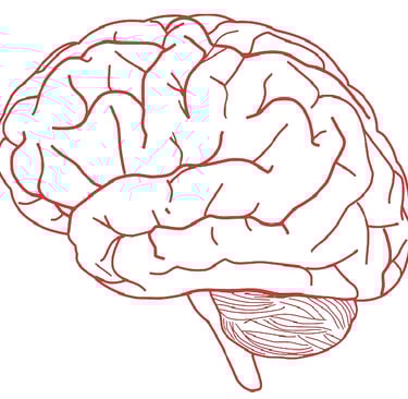 Human Brain.