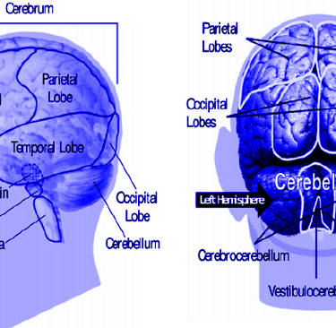 The Human Brain.