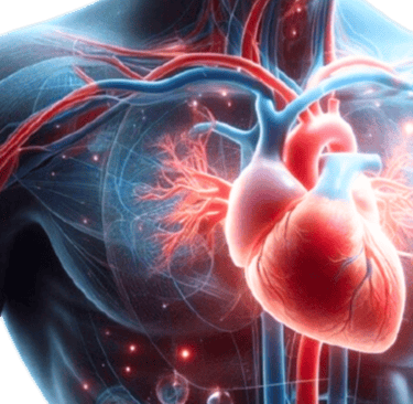 The Human Heart
