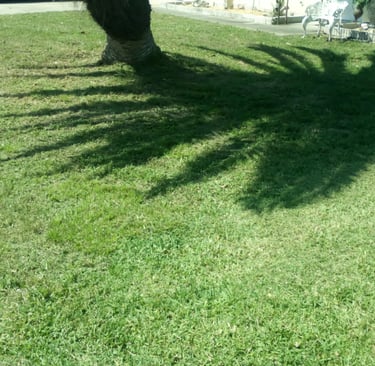 picture of nicely manicured lawn with palm tree