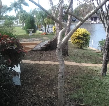 backyard with trees, bushes and grass