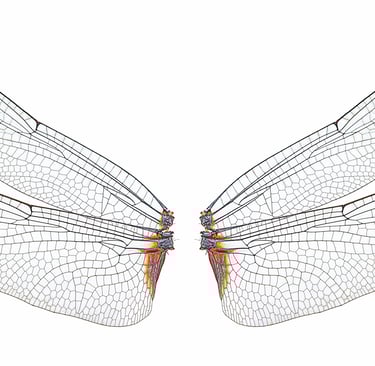 Artful dragonfly wings