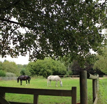 paddocks