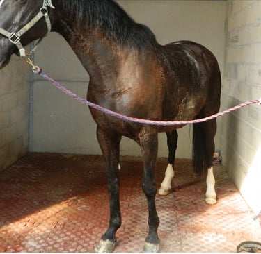 Douche chevaux