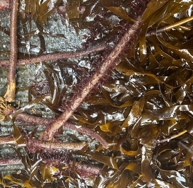 Laminaria hyperborea seaweed harvested off the coast of Brittany.