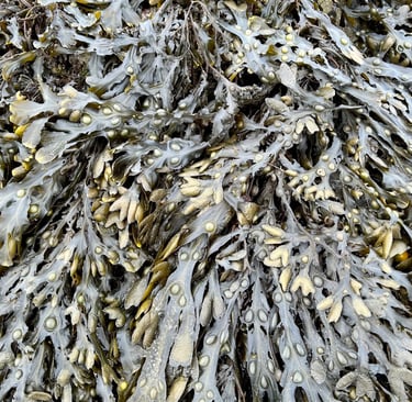 fucus serratus