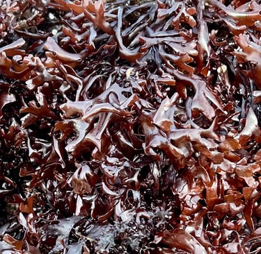 chondrus crispus 