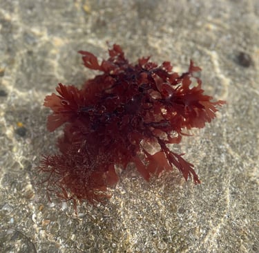 palmaria palmata 