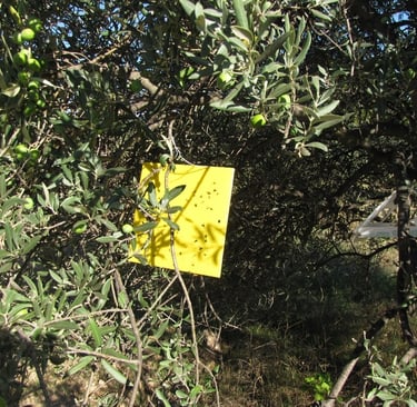 piege sexuel pour mouche de l'olive