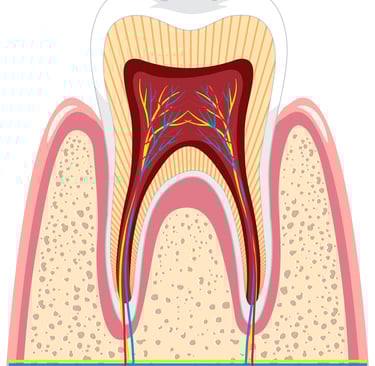 A diagram of tooth structure