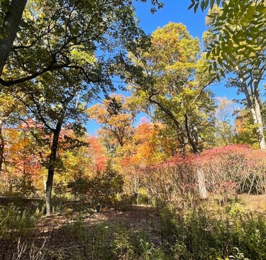 High Park Toronto in fall where Bee Pallomina offers Walk and Talk therapy sessions