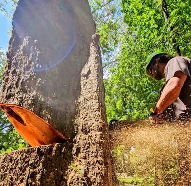 Professional arborist using a chainsaw to fell a large tree in Waconia, MN.