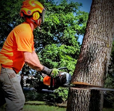 Professional arborist in safety gear using a chainsaw to fell a large tree in Mound, MN.