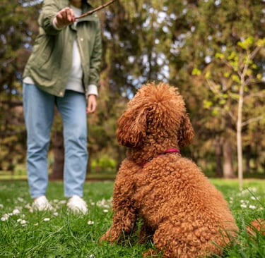 adorable-dog-training-park-nature-with-owner