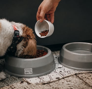 Dog Feeding Guide How Much Should You Feed Your Dog
