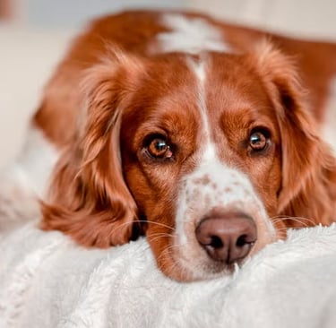 Female Dog in Heat 15 Signs Every Owner Should Know