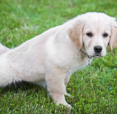 how to potty train a puppy
