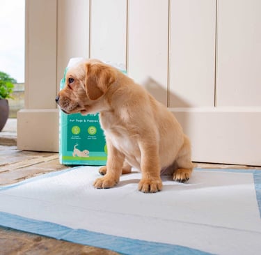 How to Potty Train a Puppy With Puppy Pads A Beginner's Guide