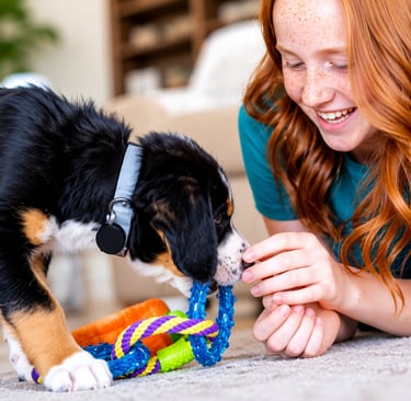 the-7-7-7-rule-for-puppies-a-beginners-guide